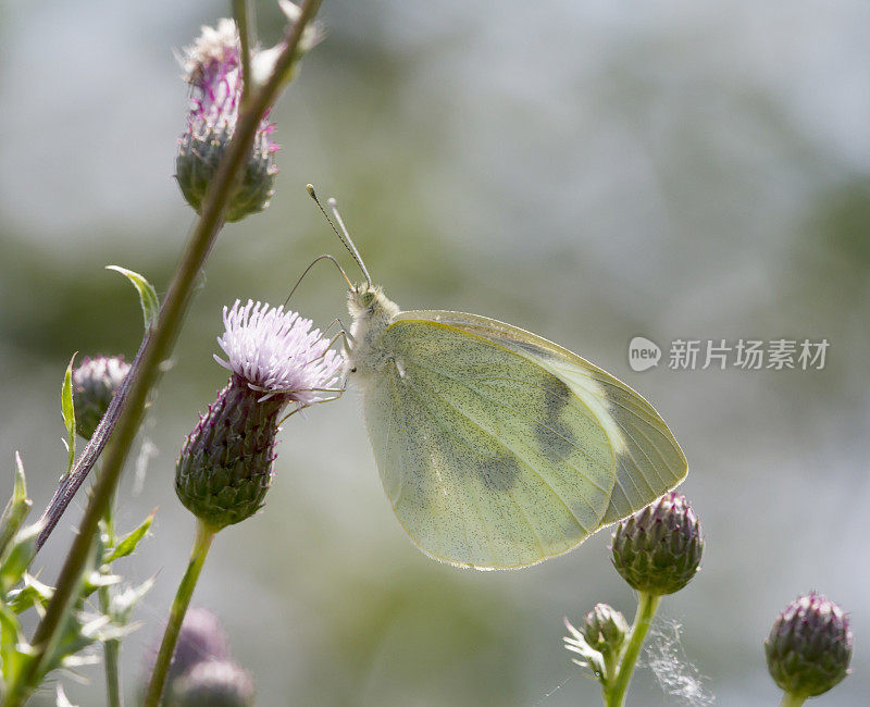 白蝴蝶(Pieris brassicae)